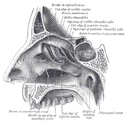 Nasal Deformity in Dallas, TX